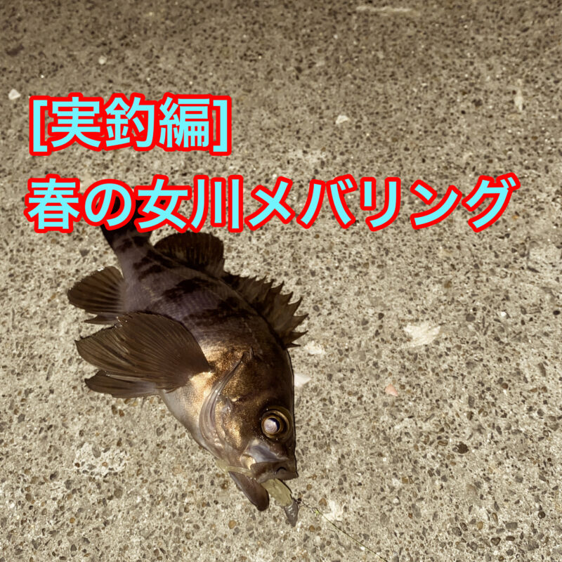 釣られたメバル