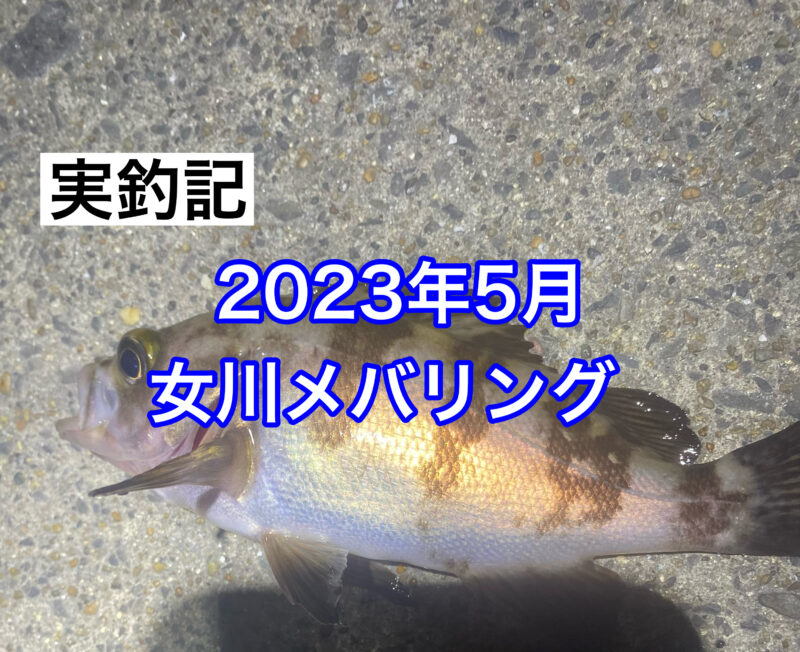 釣られたメバル