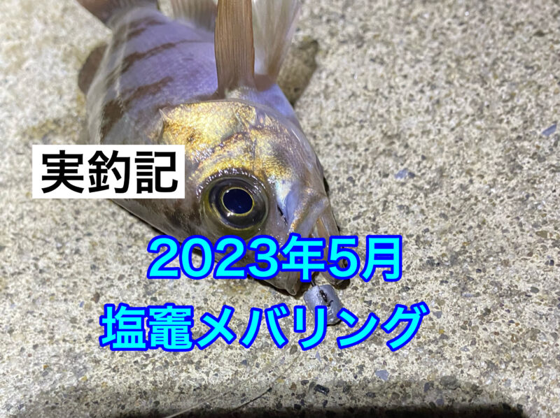 釣られたメバル