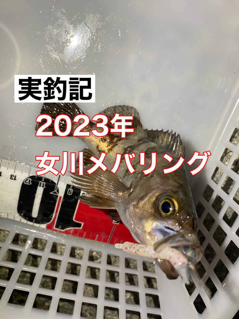 釣られたメバル