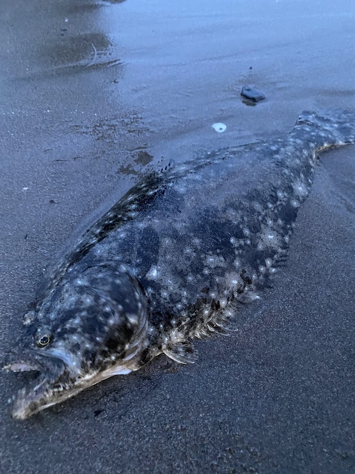 釣られたヒラメ