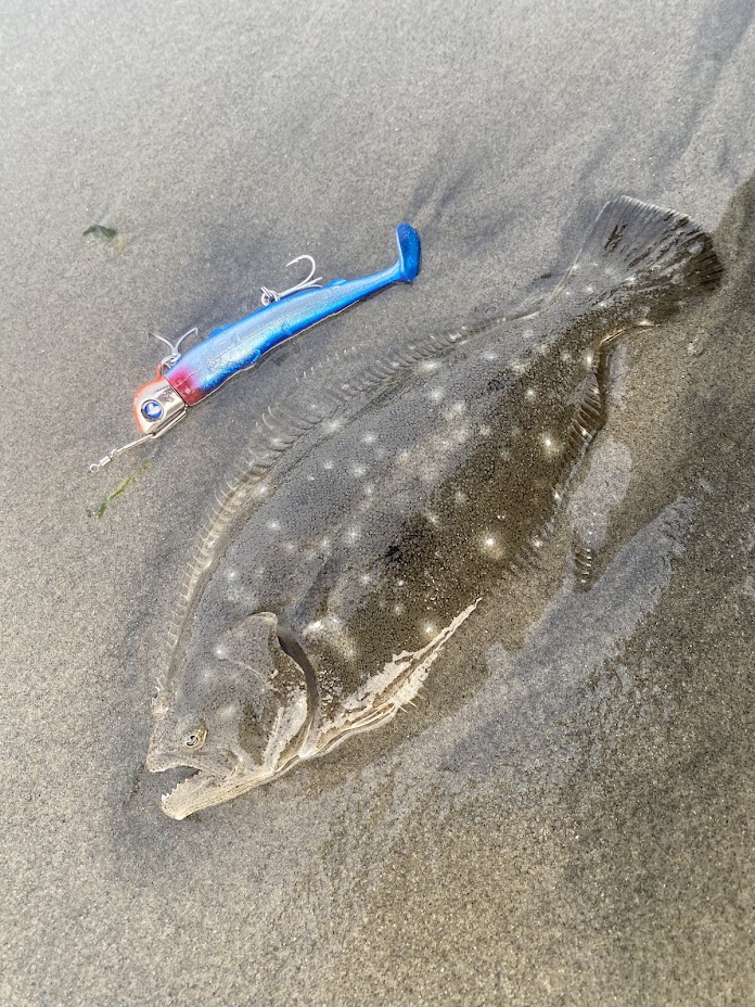 釣られたヒラメ