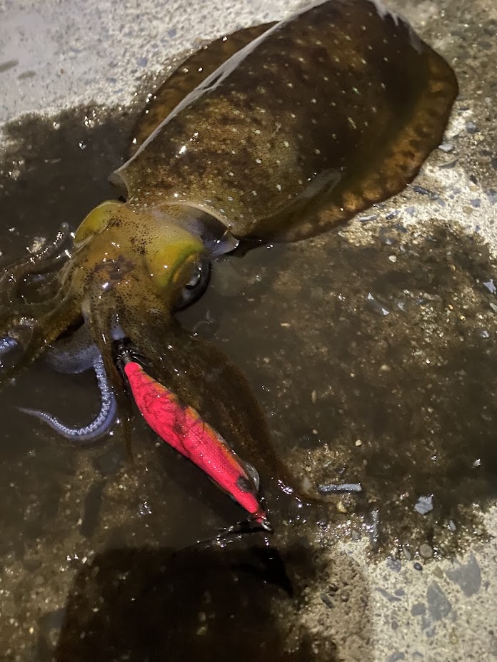 釣られたアオリイカ