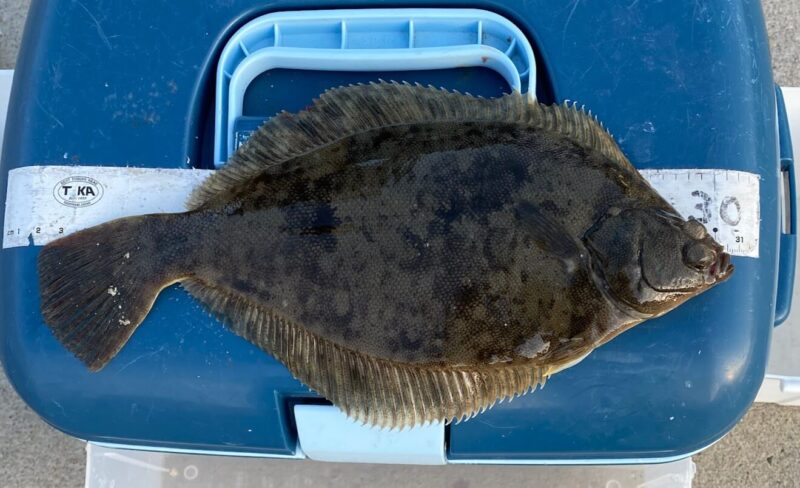 キス釣り最強のエサ ジャリメとは | 釣りポスト