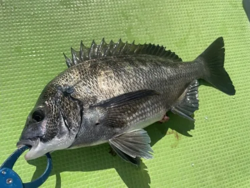 クロダイ