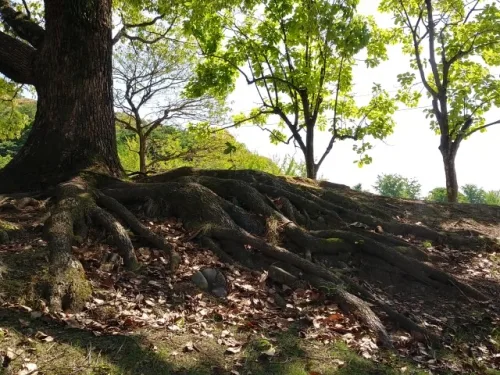 木の根