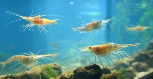 シラサエビ