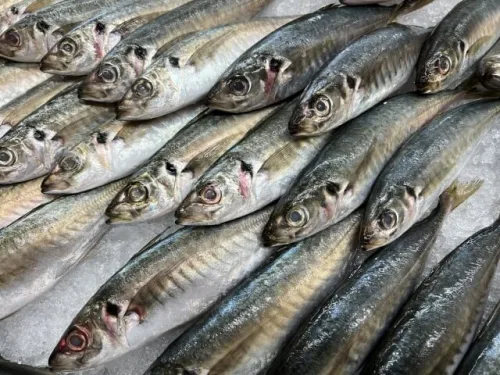 鯵