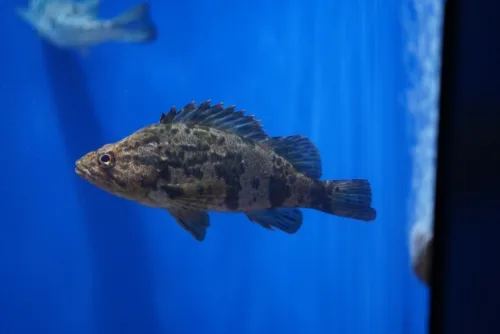 ベッコウゾイ