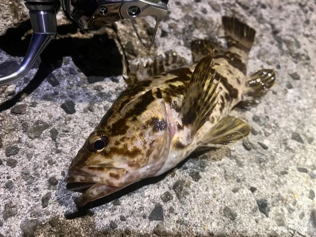 ベッコウゾイ