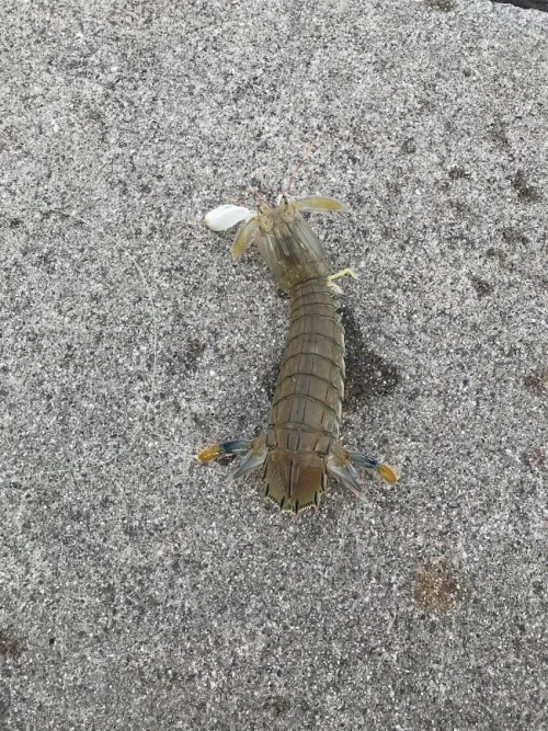 釣られたシャコエビ