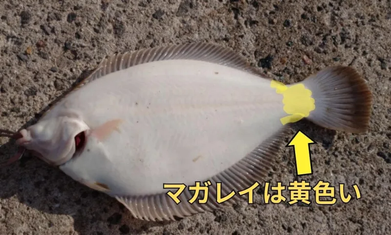 マガレイの裏側